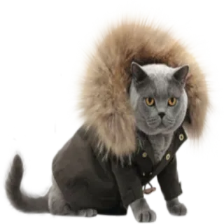 💨 kucing, binatang, jaket bulu, abu-abu, imut, hewan peliharaan telegram sticker