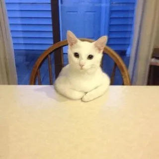 😐 gato, animal, gato blanco, mascota, mesa, silla, lindo telegram sticker