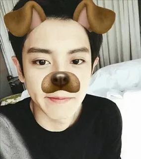 🐶 dog filter, selfie, cute, animal ears, digital filter telegram sticker