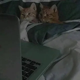 😇 кошки, ноутбук, животные, домашние животные, в помещении, кровать, смотрит, компьютер telegram sticker