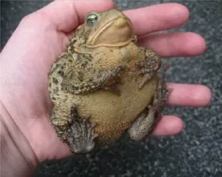 ☹️ crapaud, grenouille, animal, amphibien, nature whatsapp sticker