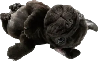 🥱 cucciolo, cane, carino, bulldog francese, nero telegram sticker