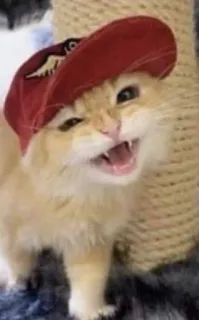 🧢 cat, kitten, animal, pet, hat, cute telegram sticker