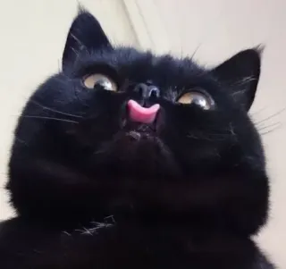 😛 gato, gato negro, lengua, lindo, animal telegram sticker