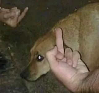 🖕 middle finger, offensive gesture, dog, animal, rude telegram sticker
