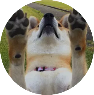 🙌 개, 코기, 동물, 귀여운, 강아지, 애완동물 telegram sticker
