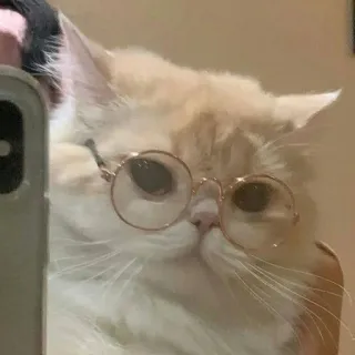 🫀 고양이, 안경, 애완동물, 귀여운, 동물 telegram sticker
