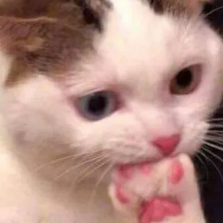 😾 猫, 動物, 可愛い, 肉球, ペット, ネコ telegram sticker