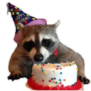 🥳 HAPPY BIRTHDAY Waschbär, Geburtstag, Kuchen, Partyhut, Tier, Feier, süß telegram sticker