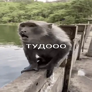 ☝️ ТУДООО monkey, animal, funny, meme, russian telegram sticker