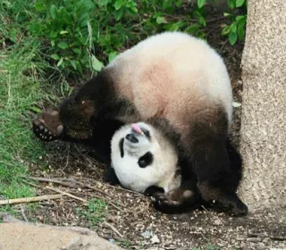 😆 panda, animal, bear, cute, playful, nature telegram sticker