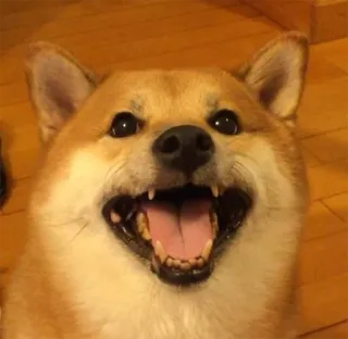 😃 doge chien, animal, mème, drôle, shiba inu, mignon, doge telegram sticker