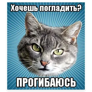 😄 Хочешь погладить?
ПРОГИБАЮСЬ gato, mascota, animal, divertido, meme telegram sticker