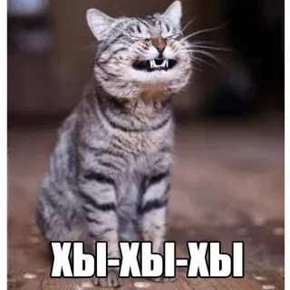 😄 ХЫ-ХЫ-ХЫ gato, animal, meme, ruso, gracioso, risa, sonrisa telegram sticker