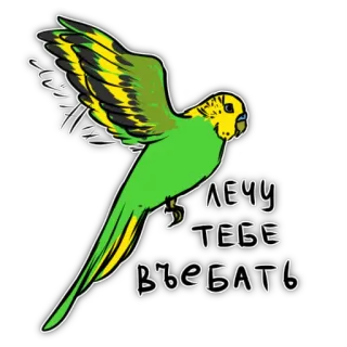 💪 ЛЕЧУ ТЕБЕ ВЪЕБАТЬ Papagei, unhöflich, beleidigend, Vogel, fliegen, Beleidigung, russisch whatsapp sticker