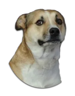 😞 dog, pet, animal, portrait, domestic animal, mammal telegram sticker