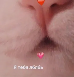 💋 Я тебя лблбь kot, twarz, serce, słodki, zbliżenie whatsapp sticker