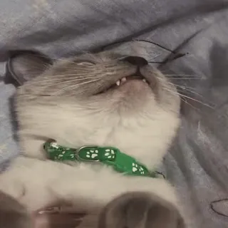 🐈 кот, животное, питомец, спящий, котёнок, домашнее животное whatsapp sticker