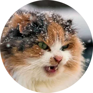 😬 cat, angry, feline, animal, pet, domestic telegram sticker