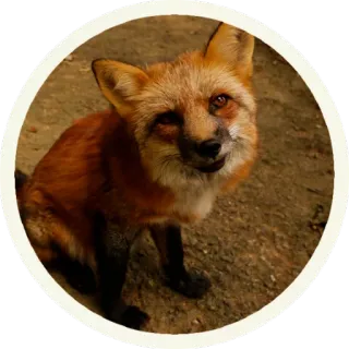 😠 vos, dier, wildlife, zoogdier, natuur telegram sticker