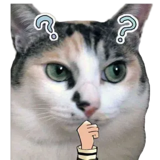 🤔 кот, вопросительный знак, думает, в замешательстве, милый, стикер whatsapp sticker