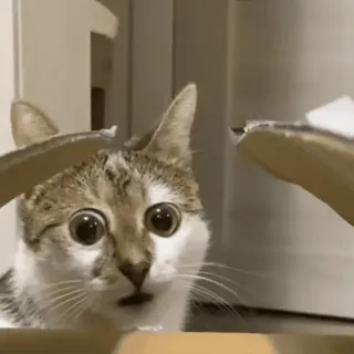 🌟 Katze, überrascht, lustig, Tier, Hauskatze, große Augen telegram sticker