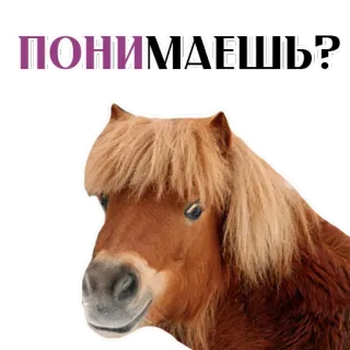 Stickers With Horses @stickersb2b whatsapp stickers