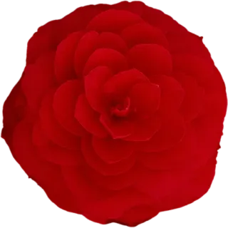 🌹 ดอกไม้สีแดง, คามิลเลีย, ดอกไม้, พืช, ธรรมชาติ, ลายดอกไม้ telegram sticker