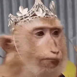 🐵 обезьяна, корона, животное, принцесса, мем, смешной telegram sticker