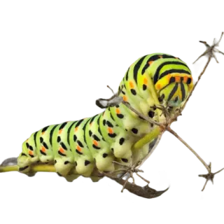 🌿 гусеница, насекомое, природа, личинка, животное, дикая природа telegram sticker