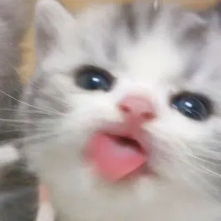 😛 새끼 고양이, 고양이, 동물, 애완 동물, 귀여운, 혀, 사랑스러운 telegram sticker