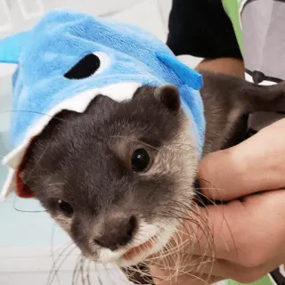 😊 loutre, requin, animal, mignon, mammifère telegram sticker