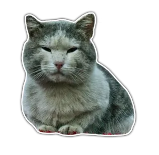 😐 Katze, Tier, Sticker, Haustier, Haustier, Katzenartig whatsapp sticker