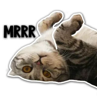 🤗 cat, pet, animal, cute, belly, grey telegram sticker