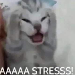😱 AAAAA STRESSSS! Katze, Stress, Meme, Tier, lustig telegram sticker