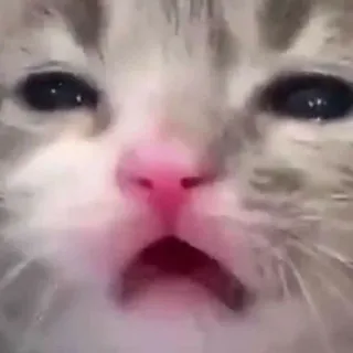 🤤 gatto, triste, meme, animale, animale domestico, felino telegram sticker