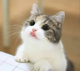 😋 kucing, imut, hewan, peliharaan, kucing domestik, mamalia, kumis telegram sticker