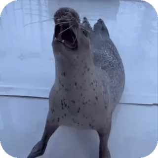 🥳 foca, animal, mamífero, vida selvagem, criatura marinha, animal aquático whatsapp sticker