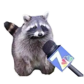 🎤 Waschbär, Mikrofon, Nachrichten, Interview, Tier, Aufkleber telegram sticker