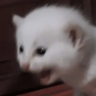 🎀 小猫, 猫, 白猫, 动物, 可爱, 宠物 telegram sticker