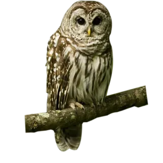 Owls whatsapp stickers