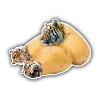 🐯 tigre, patata, animal, comida, divertido, meme, híbrido whatsapp sticker