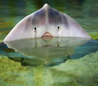 😧 razza, pesce, animale, creatura marina, acqua, fauna selvatica whatsapp sticker