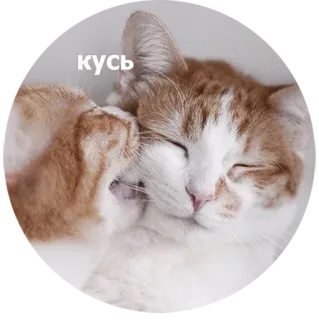 😼 кусь katten, huisdieren, schattig, dieren, kus whatsapp sticker