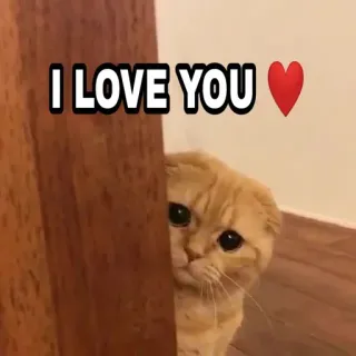 🍁 I LOVE YOU Katze, Liebe, Herz, Süß, Haustier, Tier, Zuneigung telegram sticker