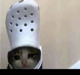 🐱 cat, sad, animal, pet, shoe, tears telegram sticker