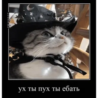 🤿 ух ты пух ты ебать mèo, mèo con, động vật, nga, xúc phạm, nhãn dán telegram sticker