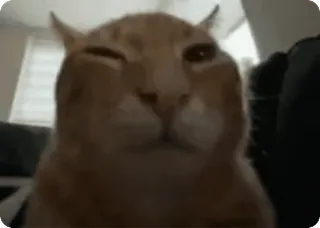 🤨 kucing, binatang, hewan peliharaan, oranye, lucu, meme, mengedipkan mata telegram sticker