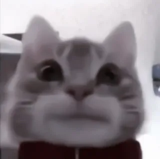 🐈 kot, muszka, zwierzę, zwierzę domowe telegram sticker