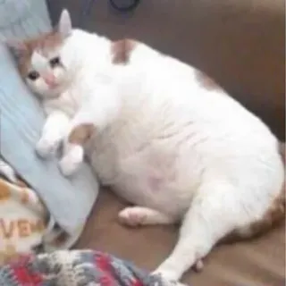😢 chat, triste, mème, animal, animal de compagnie, mignon, drôle telegram sticker